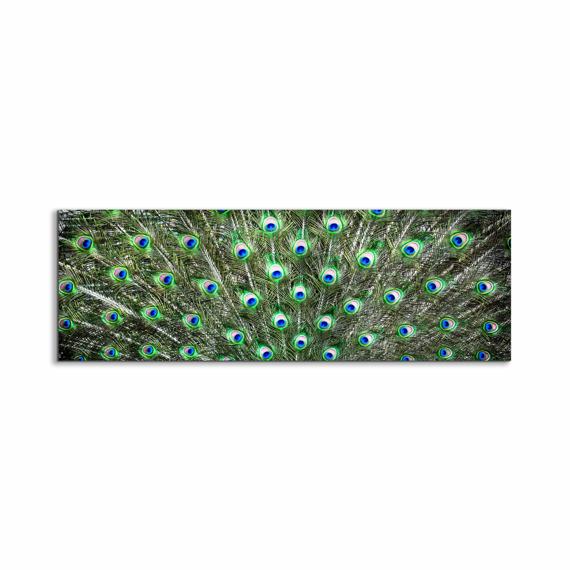 Large Canvas Wall art-Peacock Feathers-Nature Artwork